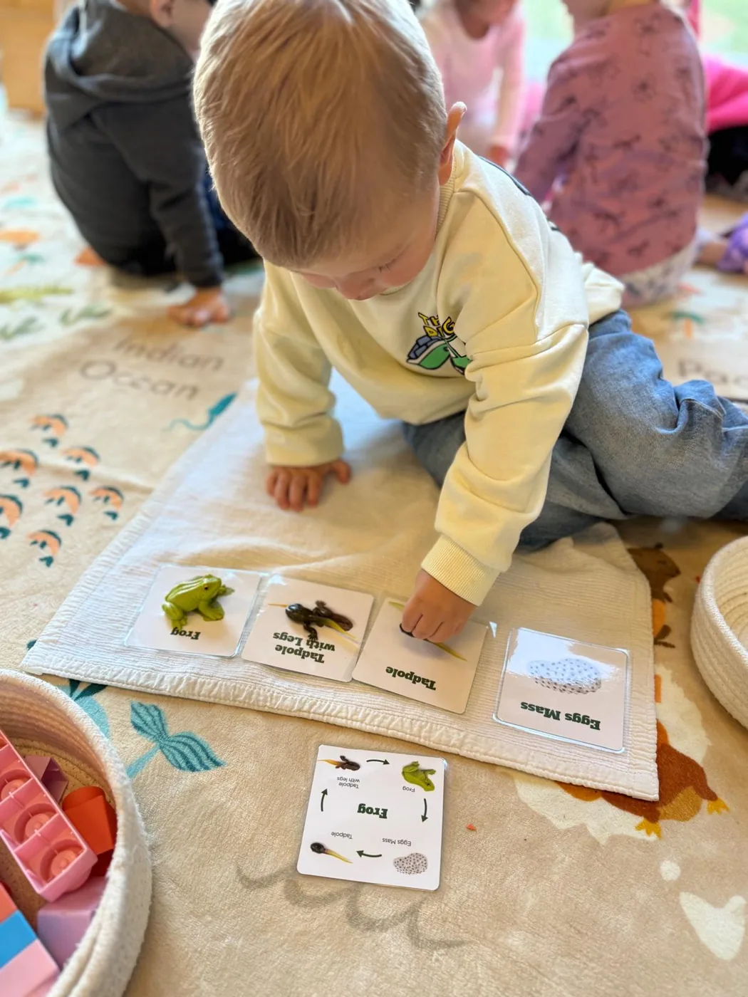 Toddler working with life cycle cards